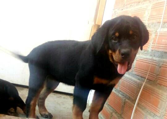 cachorro rotwailer