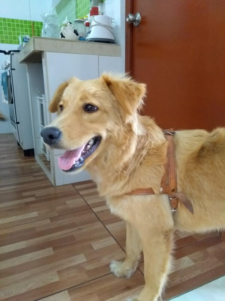 en Adopción Cachorro 9 Meses