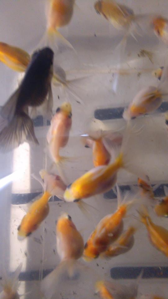 goldfish perlas velos y calicos velos