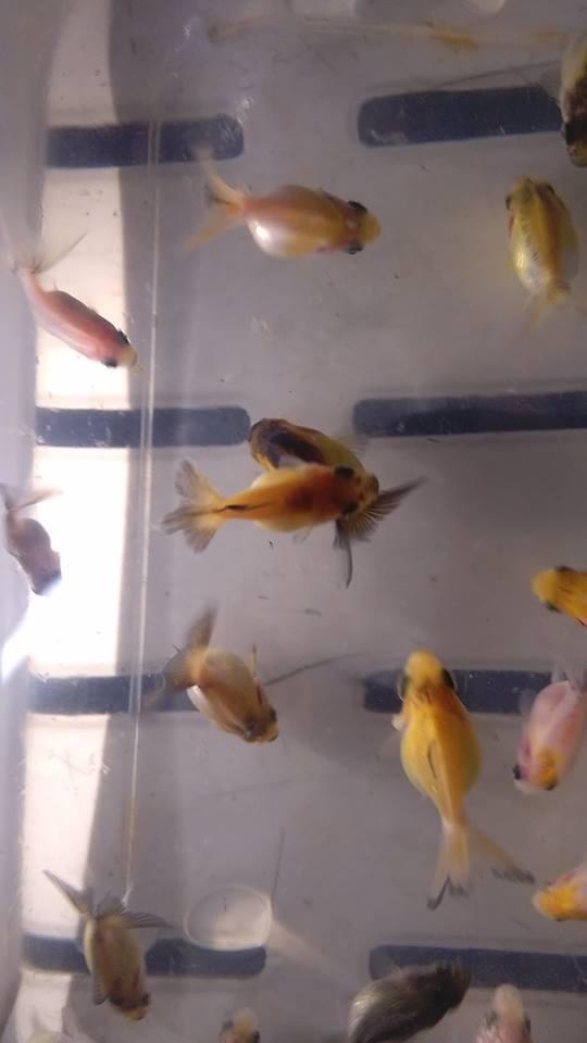 goldfish rykines hijos de impotados