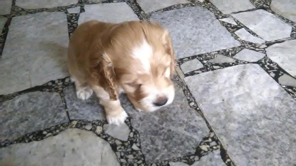 ocasin hermoso cachorro