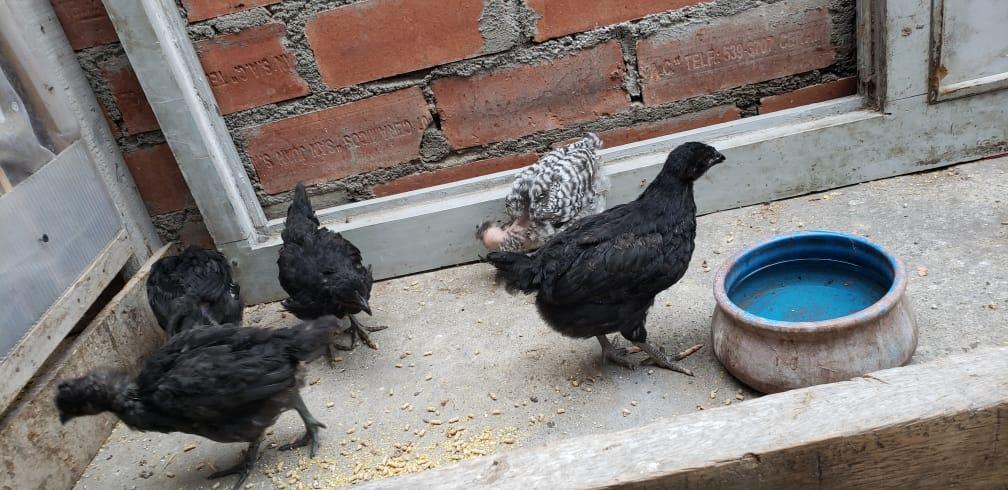 se vende gallinas cariocas de pura raza negra y moros