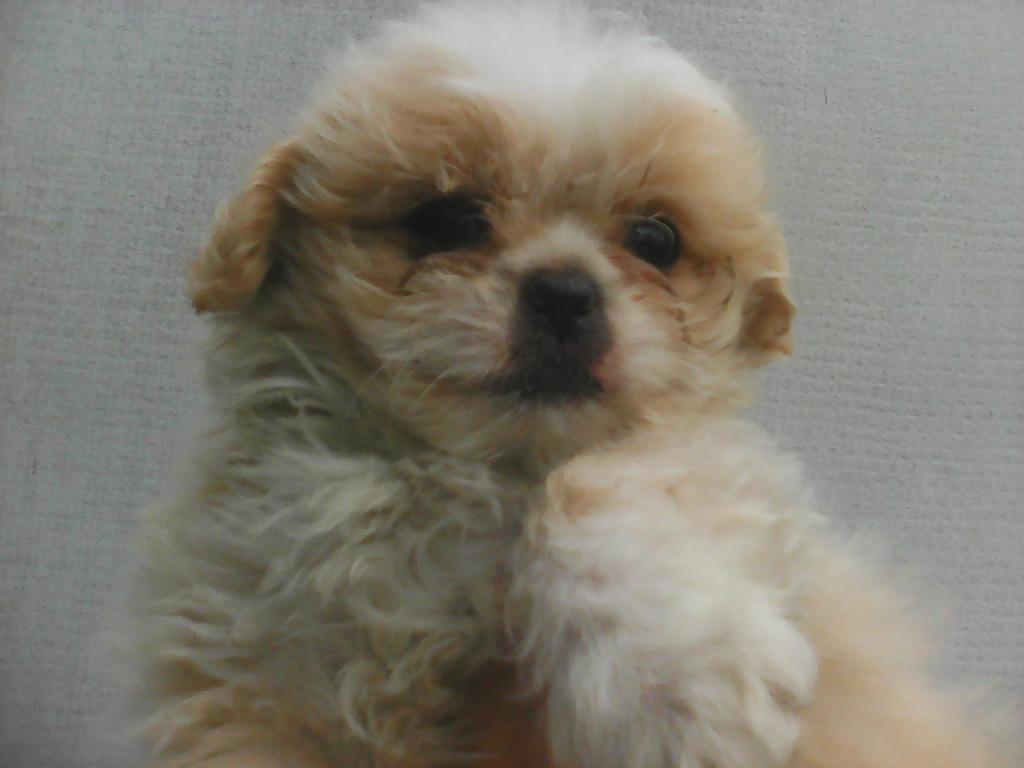 shitzu blanco con marron bicolorm dec 48 dias cl.