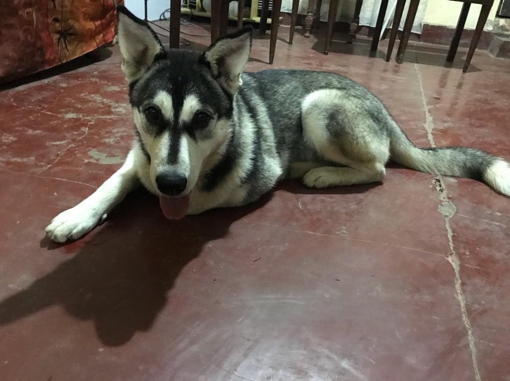 Alaska Malamute Padrillo! Busca Novia