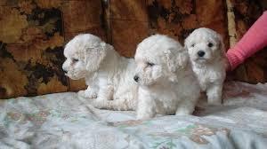 BICHON FRISE PELUCHITOS CACHORRITOS