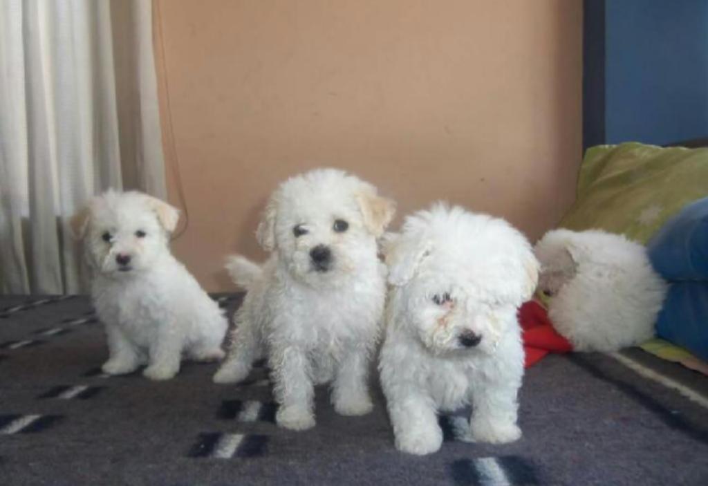 Bichon Frise