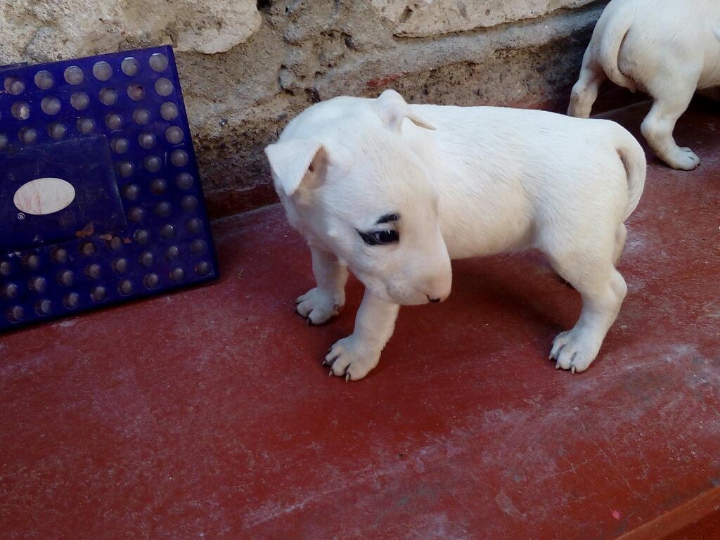 Bull Terrier Cachorros