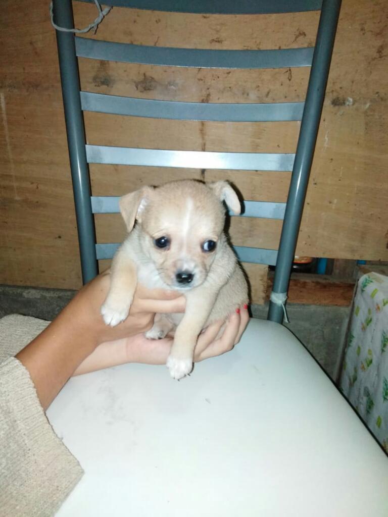 Cachorras Chihuahua