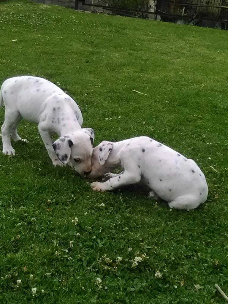 Cachorros de Mes Y Medio Dalmatas