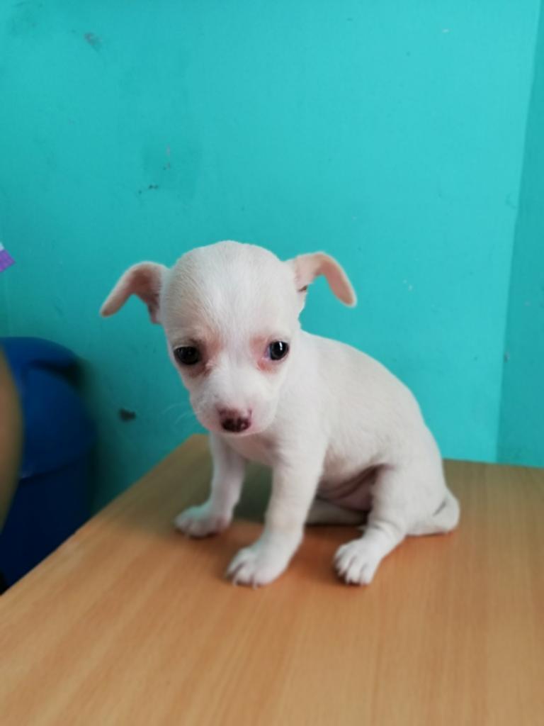 Chihuahua Hembra Vacunada Y Desparasitad