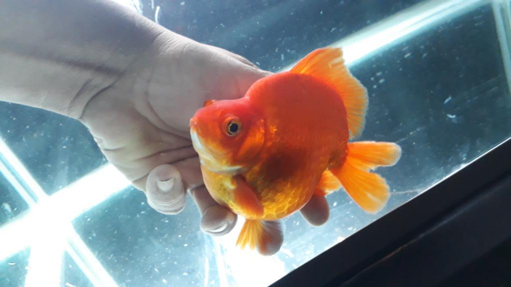 Goldfish Ryukin