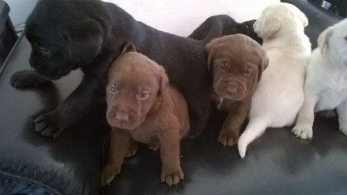 LABRADOR MASCOTAS CACHORROS