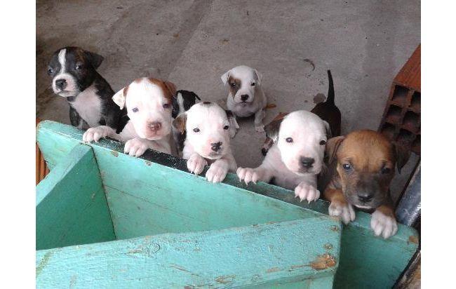 PITBULL BELLOS CACHORROS