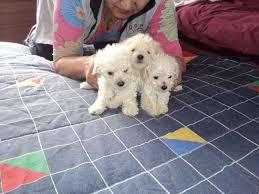 POODLE MASCOTAS LINDAS