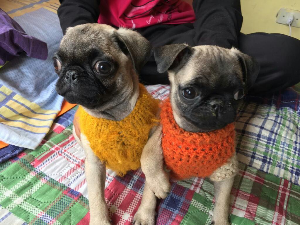 Pug Carlino