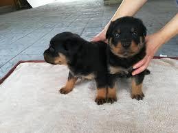 ROTTWEILER MASCOTAS LINDAS