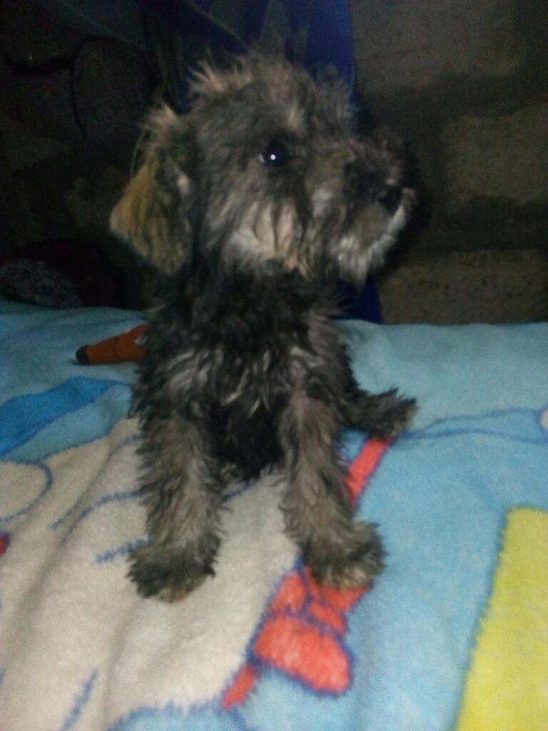 Schnauzer