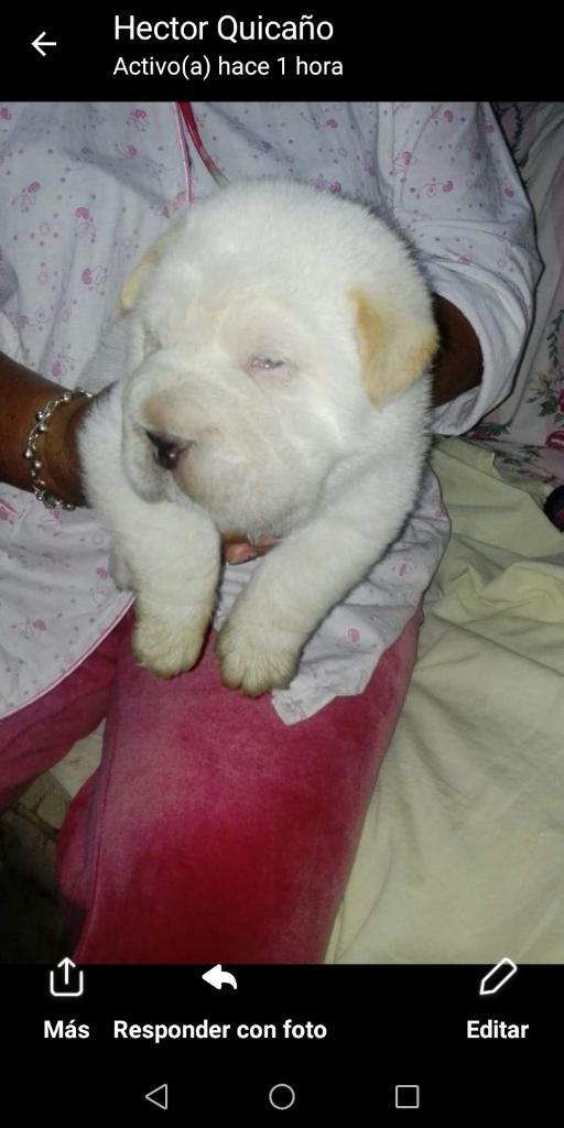 Sharpei Machos