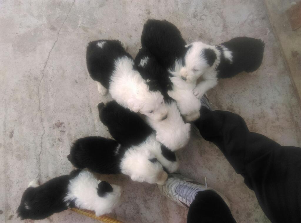 Vendo Cachorritos Bobtail Pastor Ingles