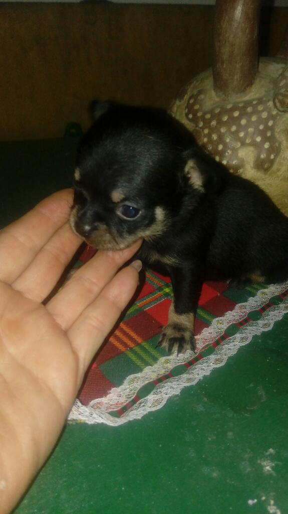 Vendo Chihuahua de Bolsillo