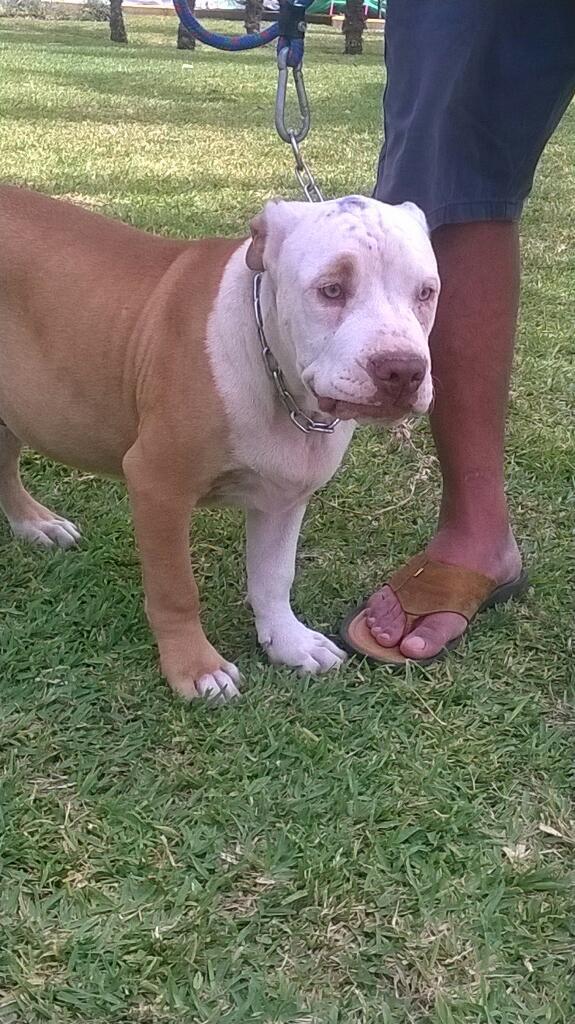 Vendo Gran Perro Pitbull