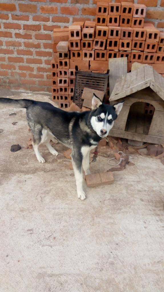 Vendo Husky