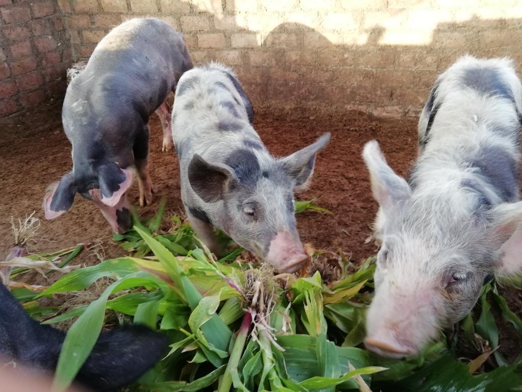 Venta de Chanchos