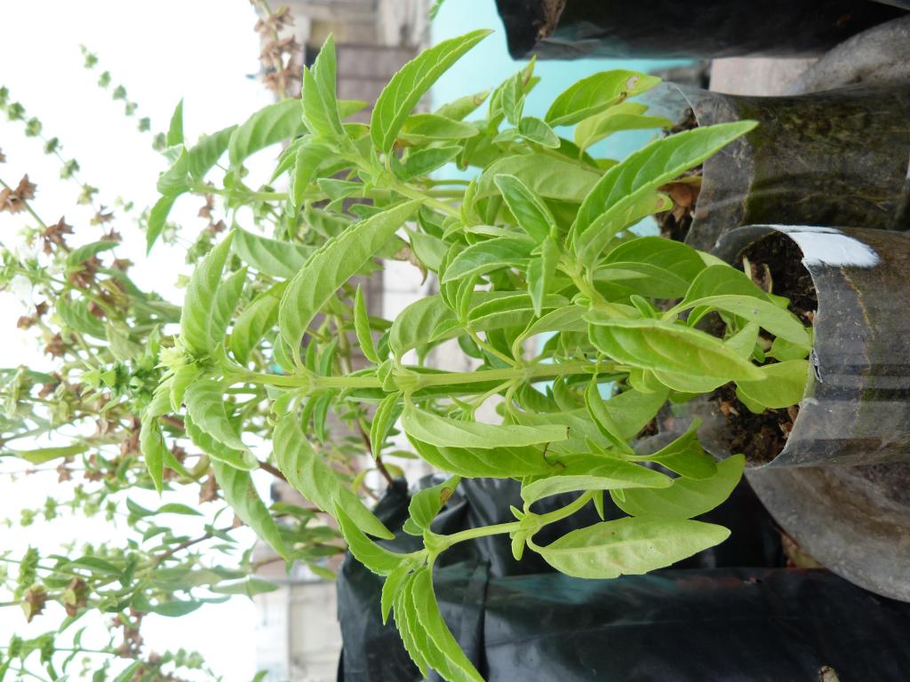 Planta de albahaca