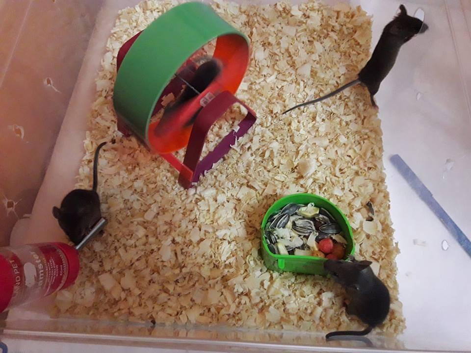 Adopcion lindos ratones