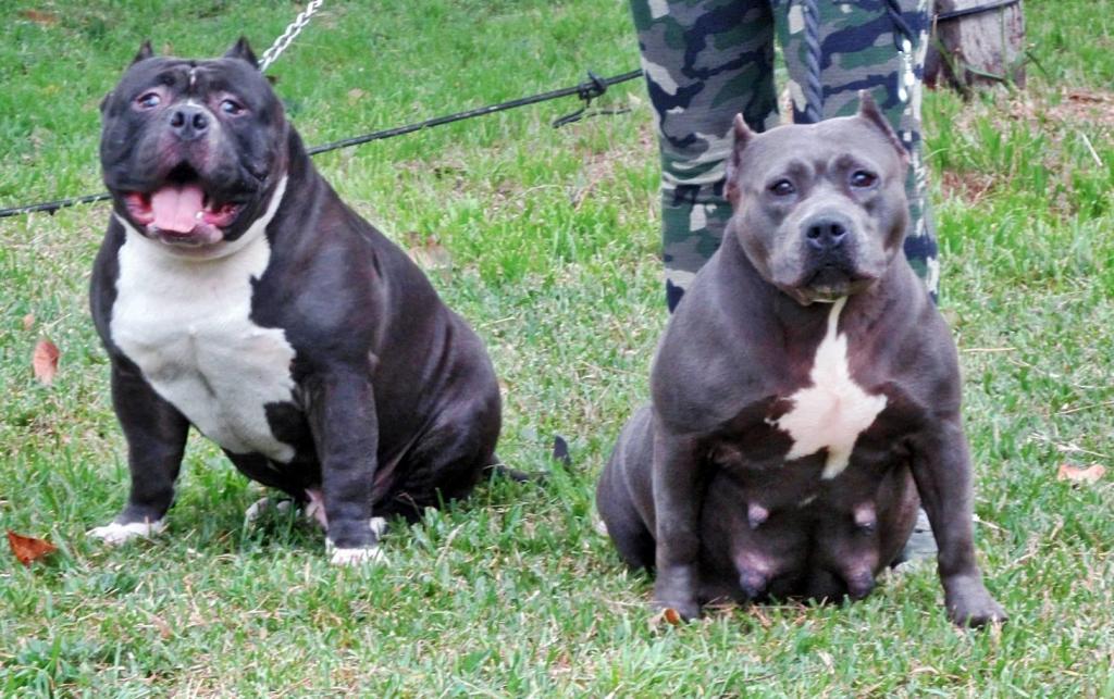 CACHORROS AMERICAN BULLY