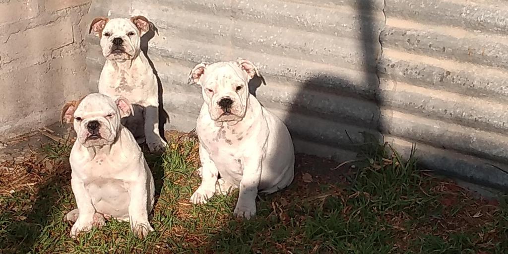 CACHORROS BULLDOG INGLES