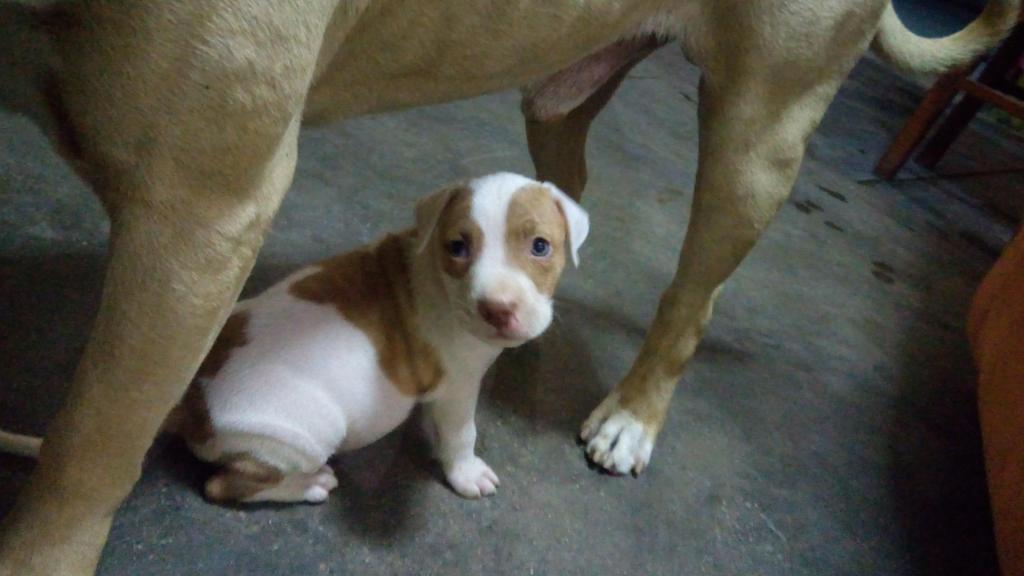 Cachorra American Pitbull Terrier