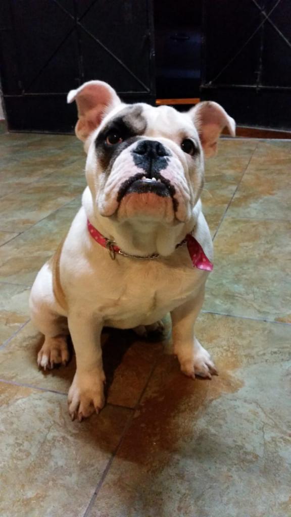 Cachorra Bulldog Ingles