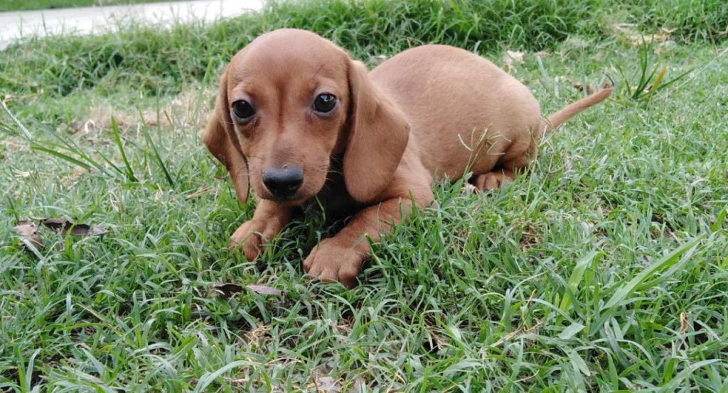 Cachorra Dakel salchicha