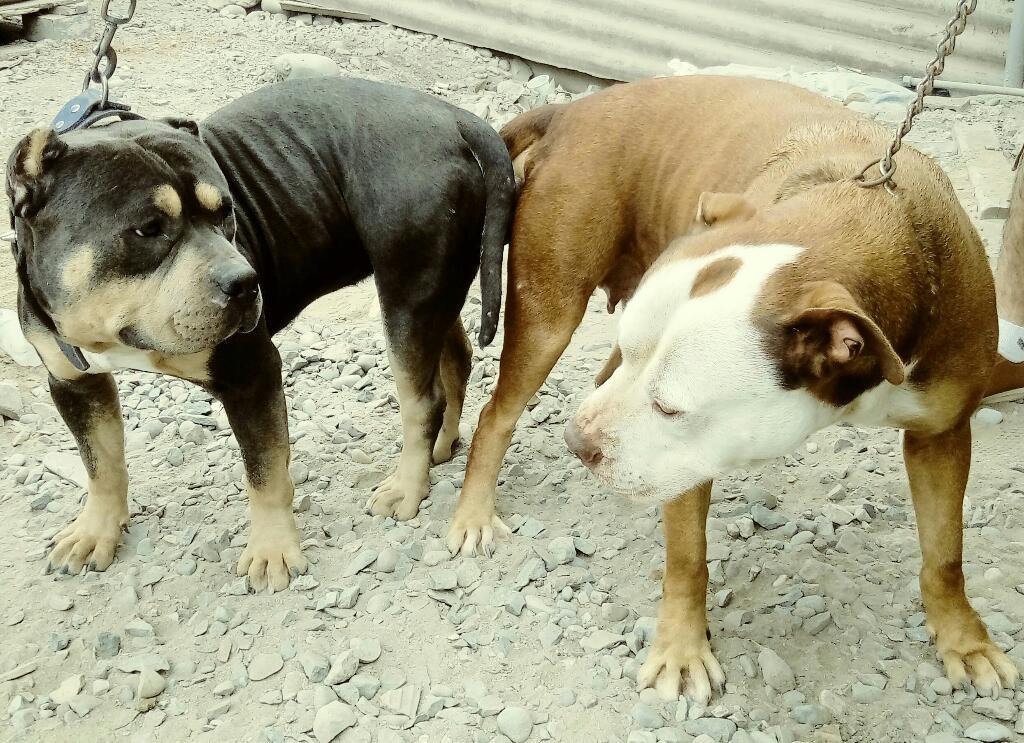 Cachorras Pit-bully Trico Exelente Porte