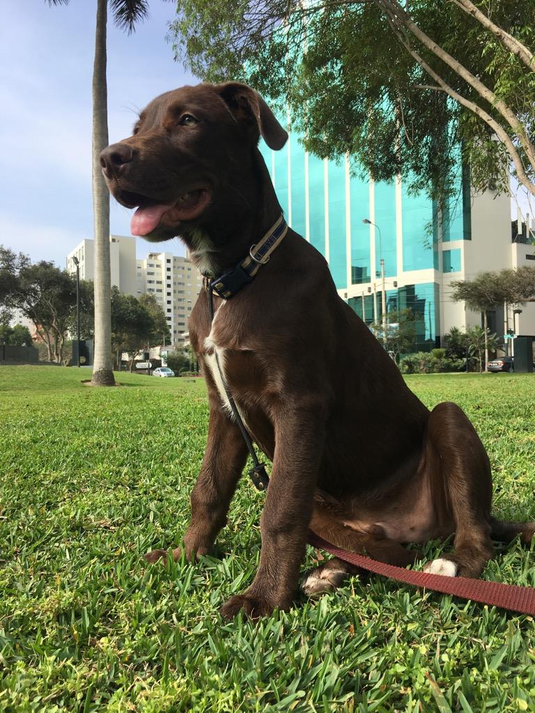 Cachorro 7 Meses en Adopcion