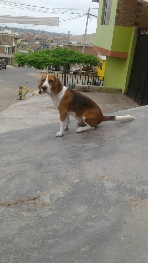 Cachorro Beagle