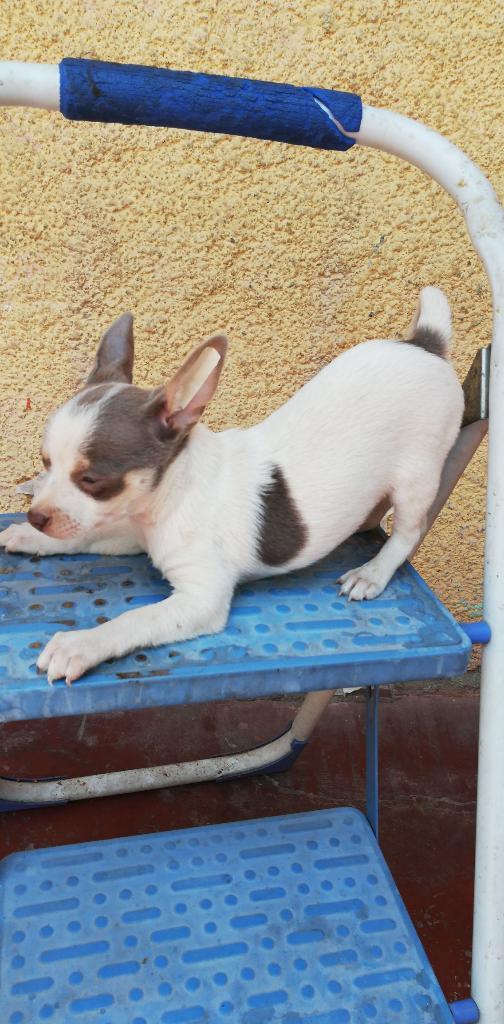 Cachorro Chihuahua en Venta