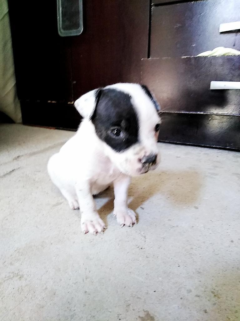 Cachorro Fusion Bully / Pitbull