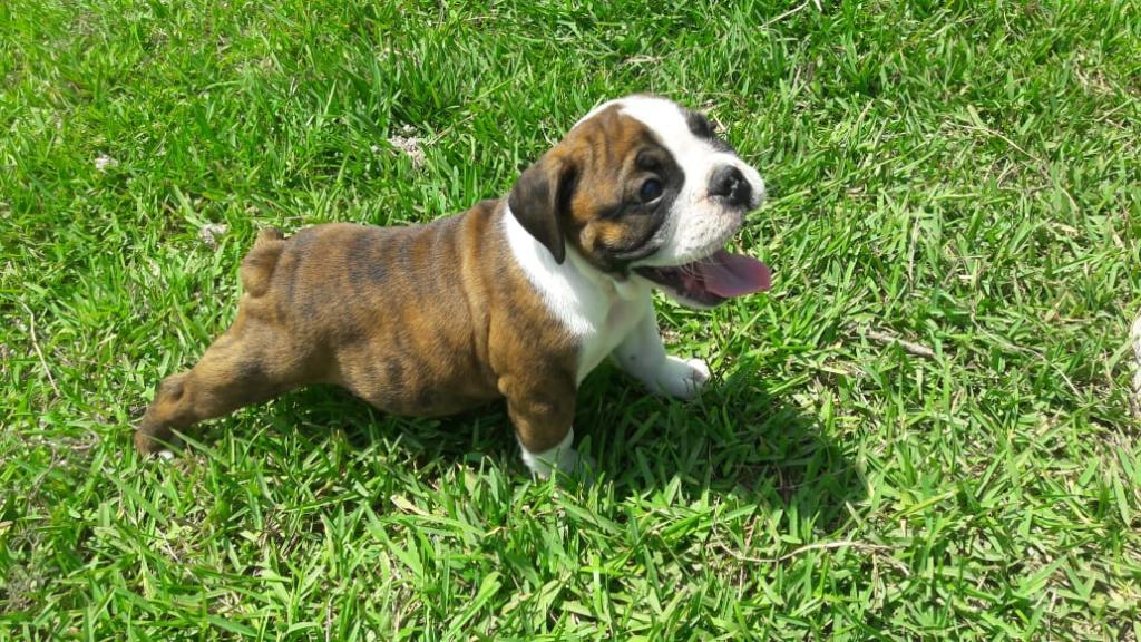 Cachorros Bulldog Ingles