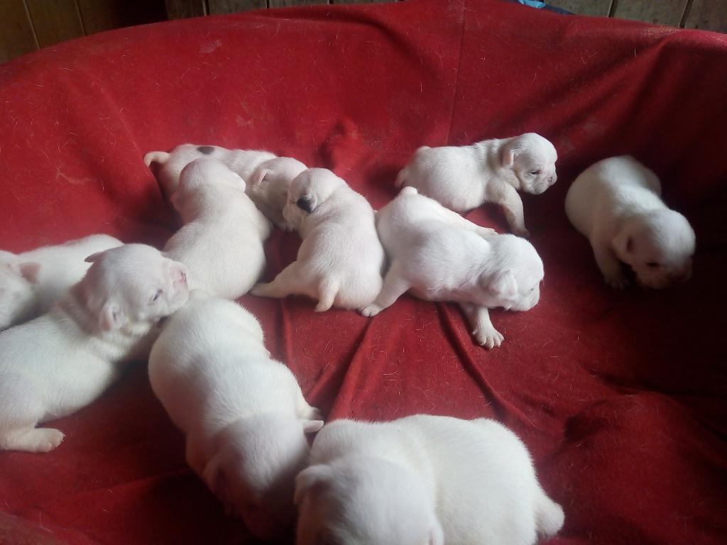 Cachorros Bulldog Ingles