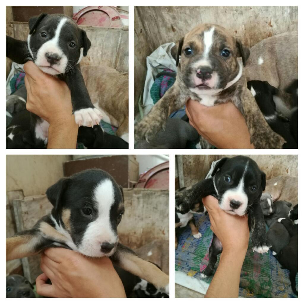 Cachorros Fusion Pitbull, Independencia