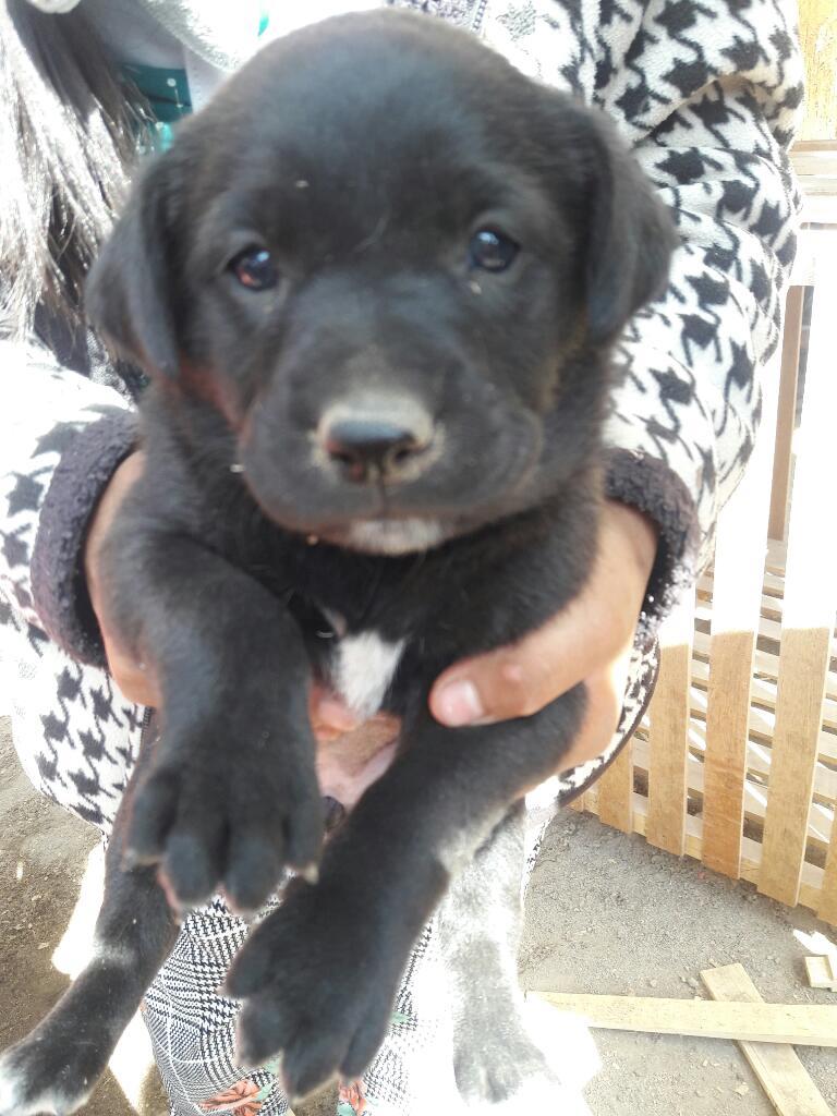 Cachorros Labrador