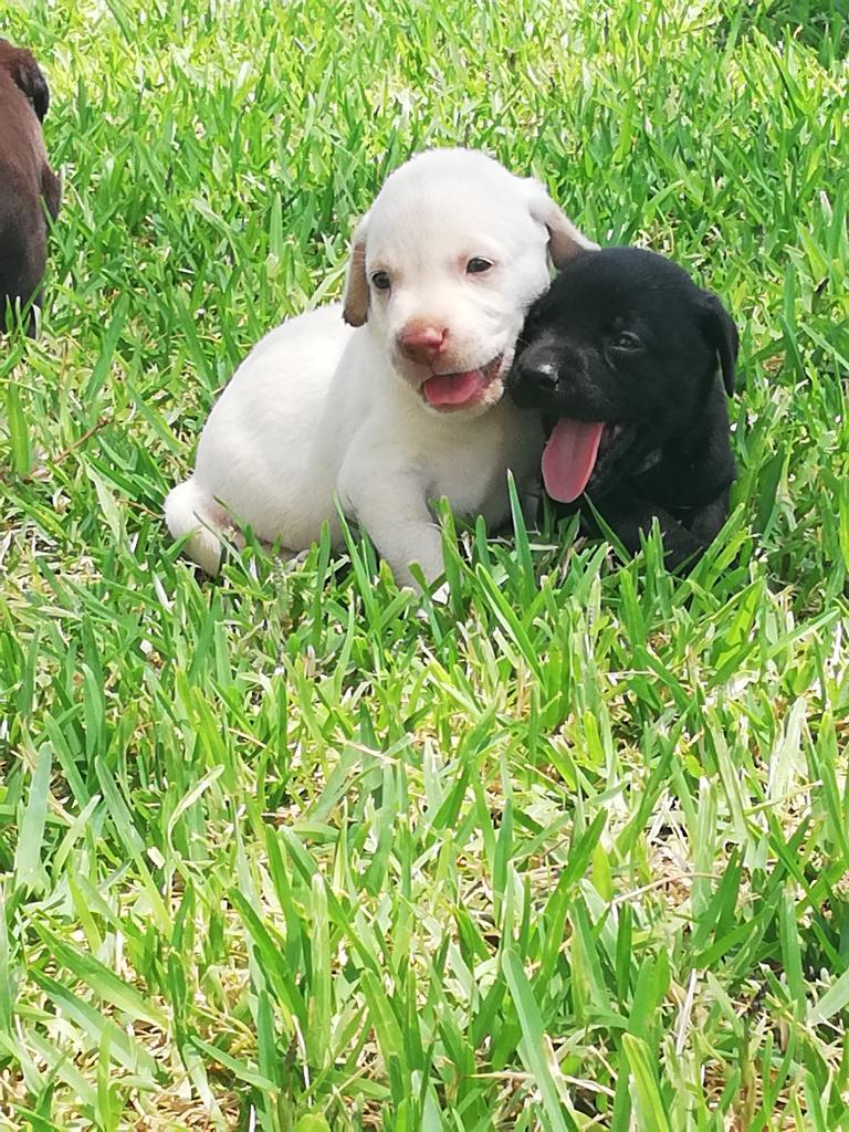 Cachorros Labradores