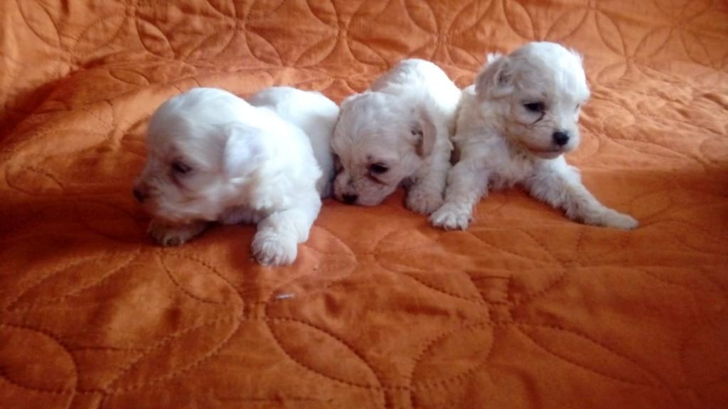 Cachorros Maltes Listo para Ir a Casa