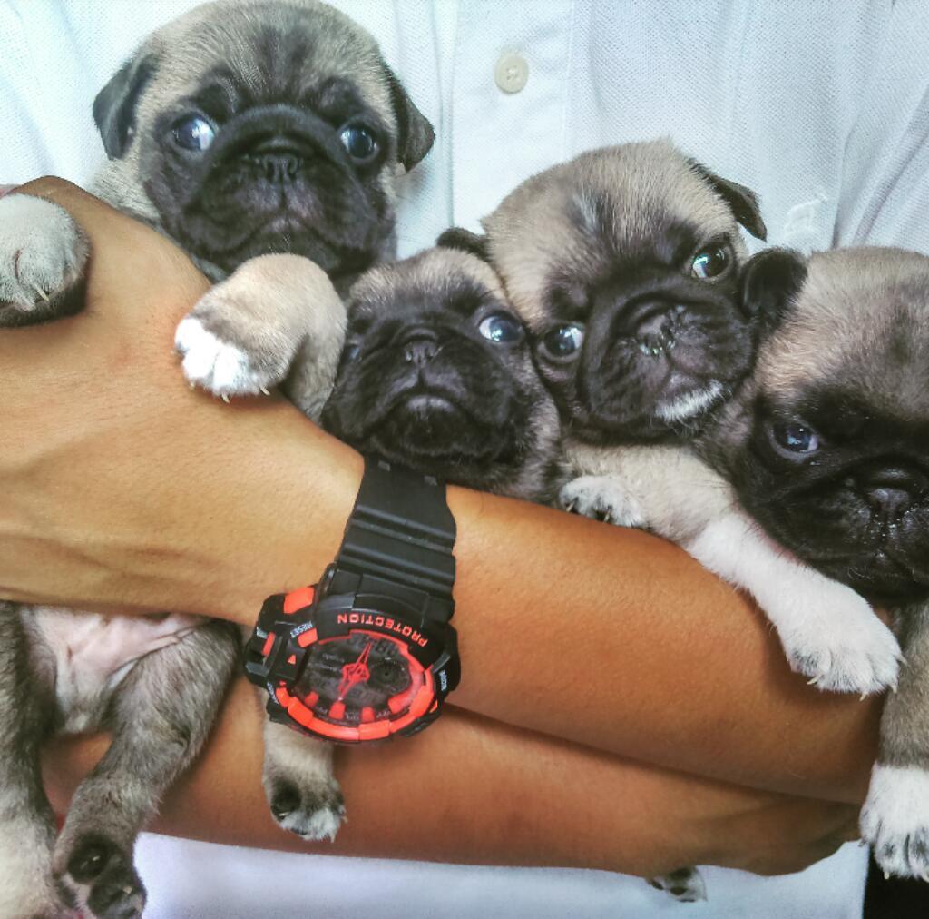 Cachorros Pug