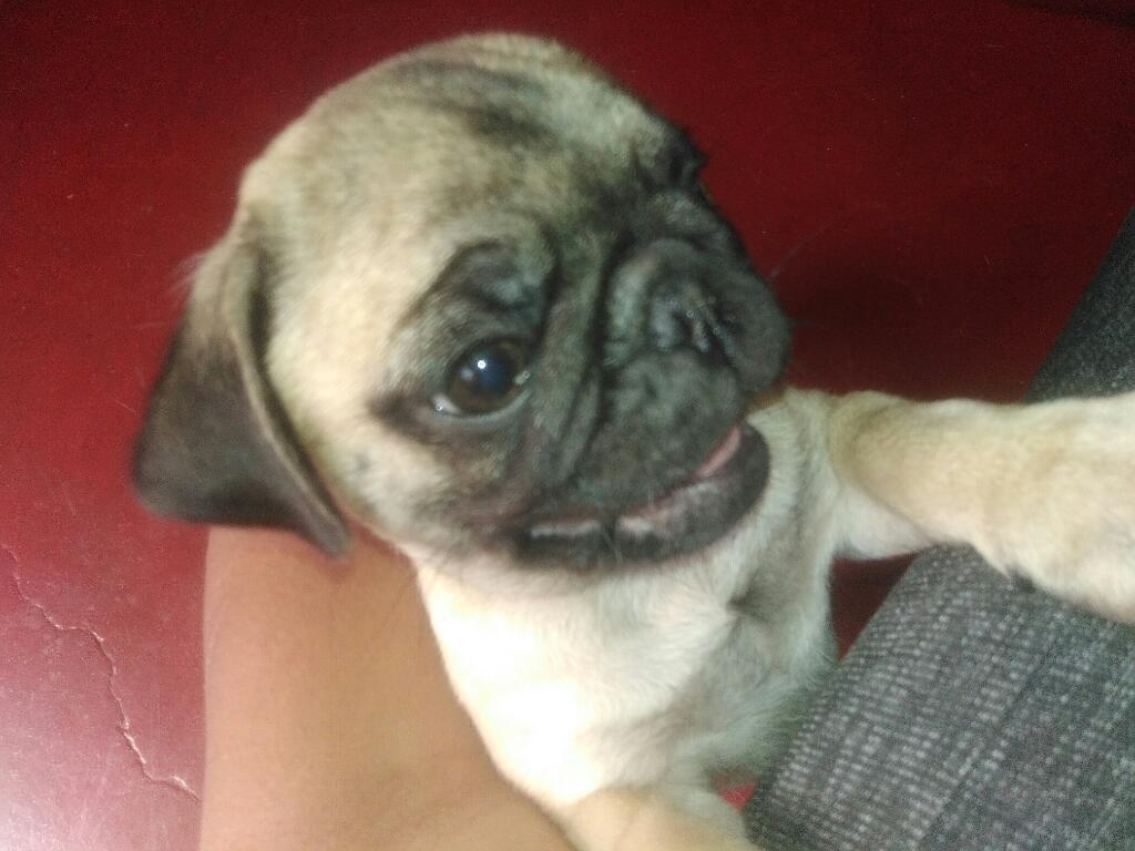 Cachorros Pug