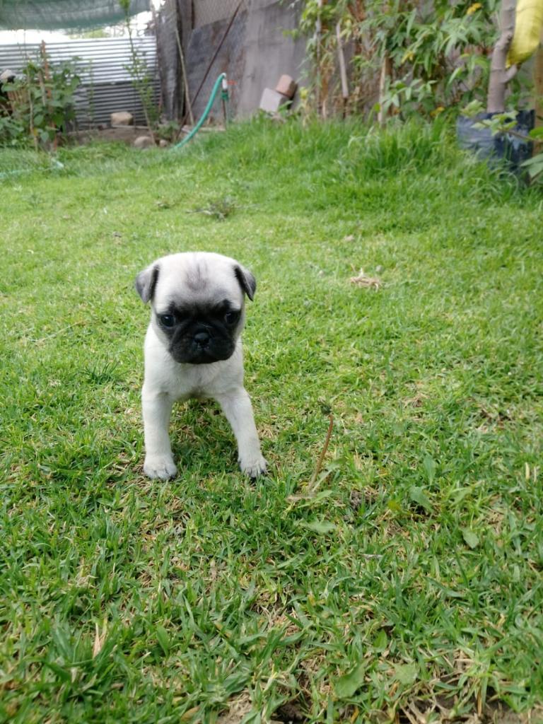 Cachorros Pug Carlino