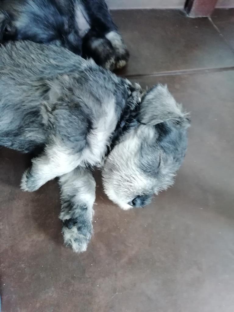 Cachorros Schnauzer en San Borja