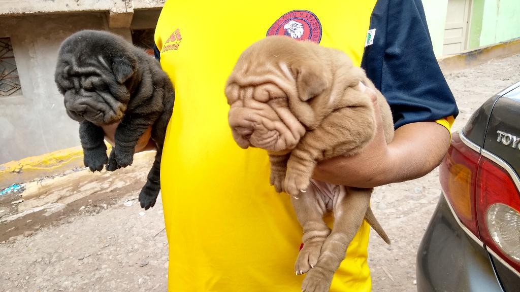 Cachorros Shar Pei